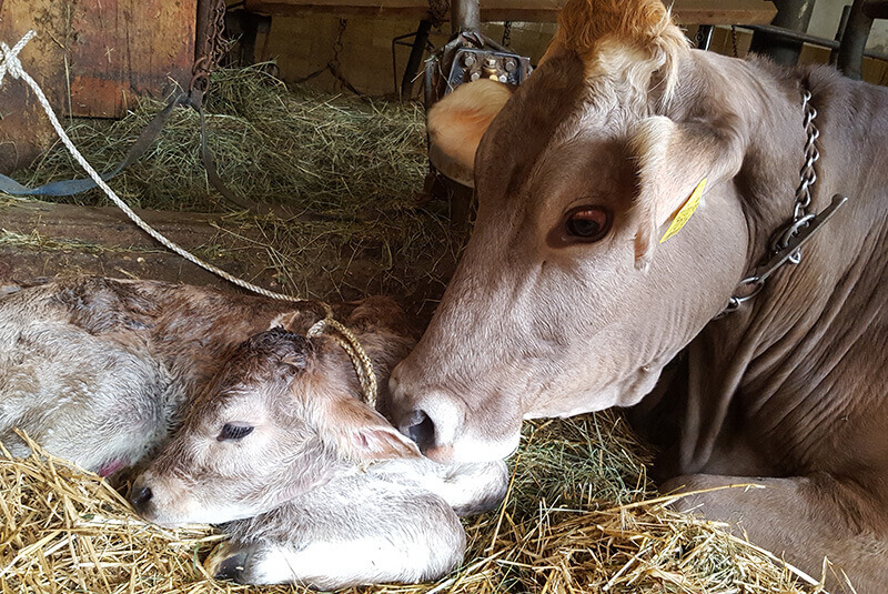 Kuh und Kälbchen